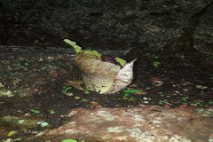 Amorphophallus paeoniifolius